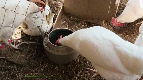 White chickens or hens drink water from a kettle. Organic chicken farm Stock Footage 312694224