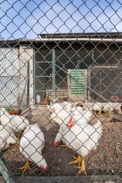 White chickens or hens inside a chicken coop or hen house  Stock Photos