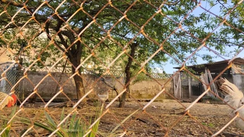 White chickens pecking and walking in a rural farmyard Stock Footage 342348133