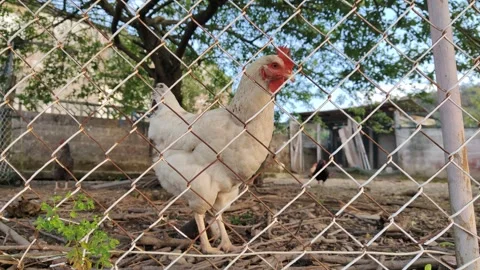 White chickens pecking and walking in a rural farmyard Stock Footage 342348163