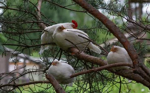 White Chickens Roosting On A Pine Tree Branch Stock Photos