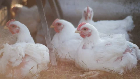 White chickens sitting on the grass in the sunset light. Stock Footage 116891331