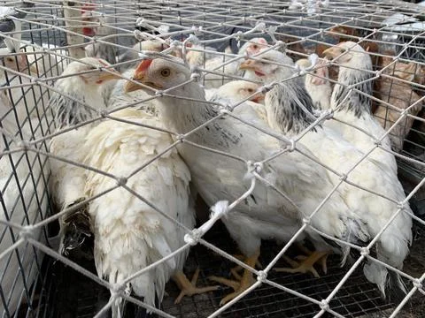 White chickens under the net. Stock Photos