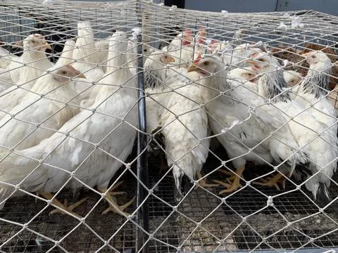 White chickens under the net. Stock Photos