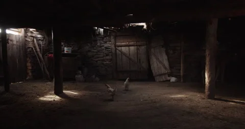 White chickens walk in an old barn with stone walls and wooden doors Stock Footage 139521725