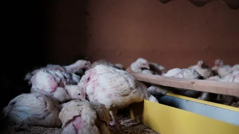 White chicks broilers in the barn eat their food Stock Footage 198504546