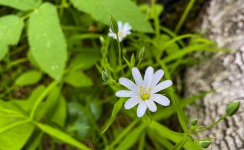 White chickweed lanceolate in the forest in spring. Stock Photos