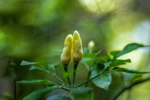 The white Chilli is a chilli of a long sized family of capsicum Stock Photos