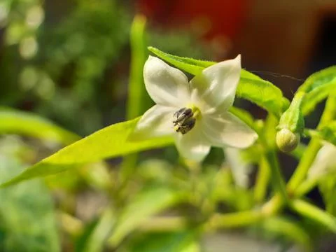 White chilli flower Stock Photos