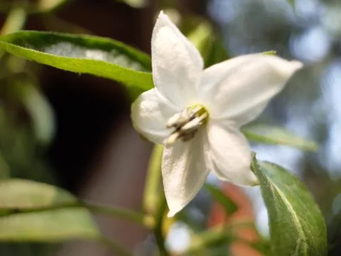 White chilli flower Stock Photos
