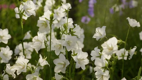 White chimney bellflowers Stock Footage 132653284