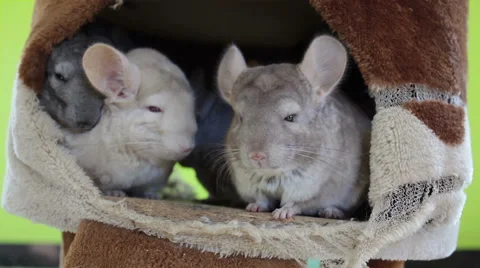 White Chinchilla and groups sleeping in burrow Stock-Footage 46315385