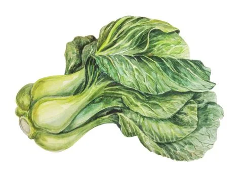 White Chinese cabbage Stock Illustration