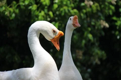 White Chinese geese Stock Photos