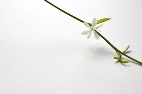 White chlorophytum flower with leafs on white background on right side of frame Stock Photos