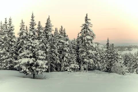 White Christmas Stock Photos