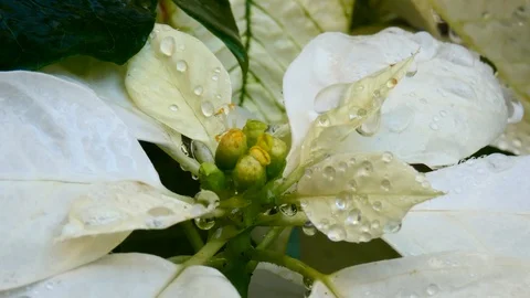 White Christmas star Video stock 123551893
