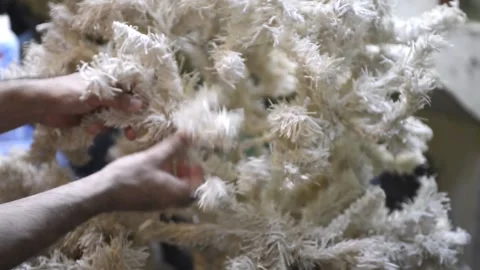 White Christmas tree arranging branches with fresh artificial paint Stock-Footage 145046457