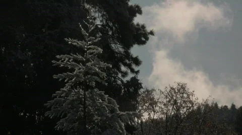 White Christmas Tree Video stock 571749