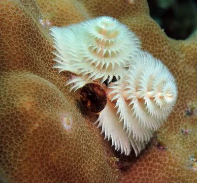 A white Christmas tree worm on brown coral Stock Photos