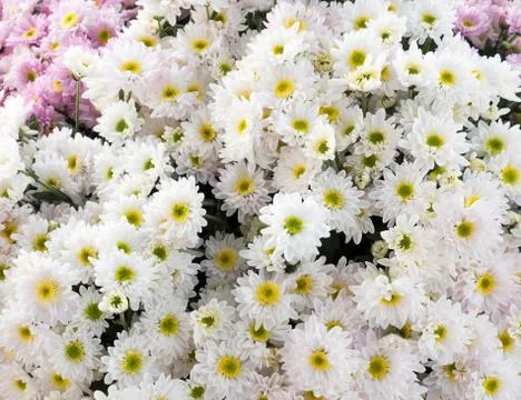 White chrysanthemum bunch. Stock Photos
