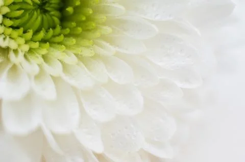 White Chrysanthemum closeup Stock Photos