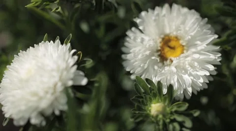 White chrysanthemum in deep focus Video stock 53266650