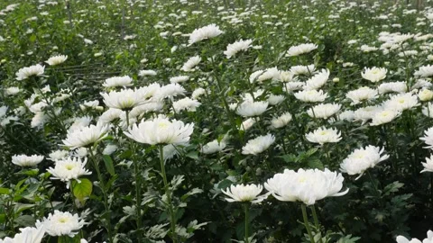 White chrysanthemum flowers Stockbeeldmateriaal 332587076