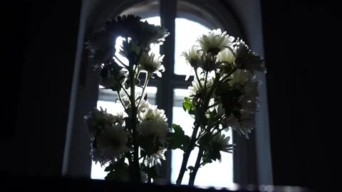 White chrysanthemum flowers in front of the window frame, contour lighting, came Stock Footage 87879810