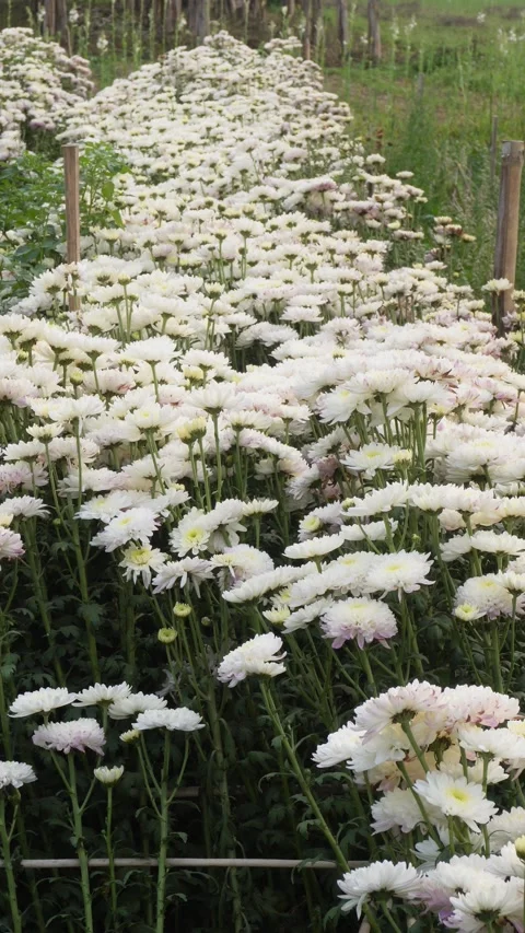 White chrysanthemum Stock Footage 332591842
