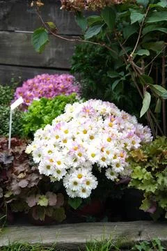 White chrysanthemum of the multiflora in close-up. Stock Photos
