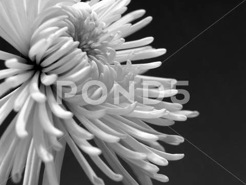 White chrysanthemum Stock Photos