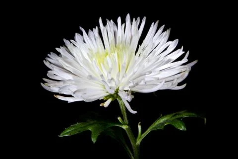 White chrysanthemum Stock Photos