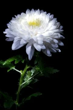 White chrysanthemum Stock Photos