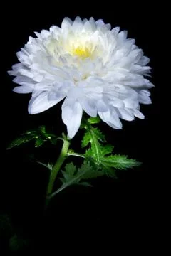 White chrysanthemum Stock Photos