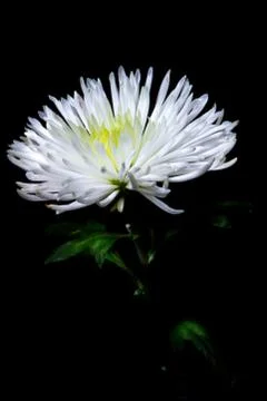 White chrysanthemum Stock Photos