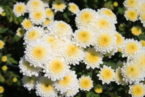 White chrysanthemum Stock Photos