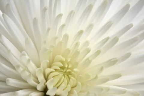 White Chrysanthemum Stock Photos