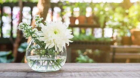 White Chrysanthemum in a vase. Stock Photos