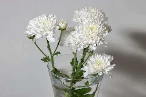 White chrysanthemum on white background Stock Photos