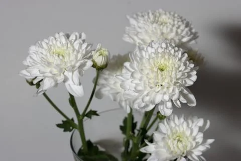 White chrysanthemum on white background Stock Photos