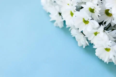 White chrysanthemums on a blue background with space for copying. Фото