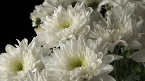 White chrysanthemums close-up on a black background. Stock-Footage 141427730