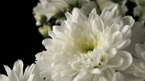 White chrysanthemums close-up on a black background. Stock Footage 141428634
