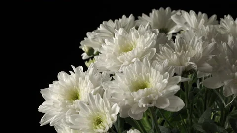 White chrysanthemums close-up on a black background. Stock Footage 141513092