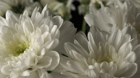White chrysanthemums close-up on a black background. Stock Footage 141513730