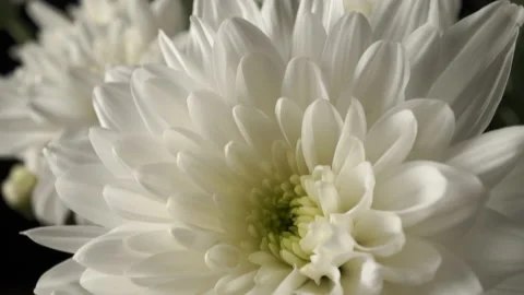 White chrysanthemums close-up on a black background. Vídeos de archivo 141515033