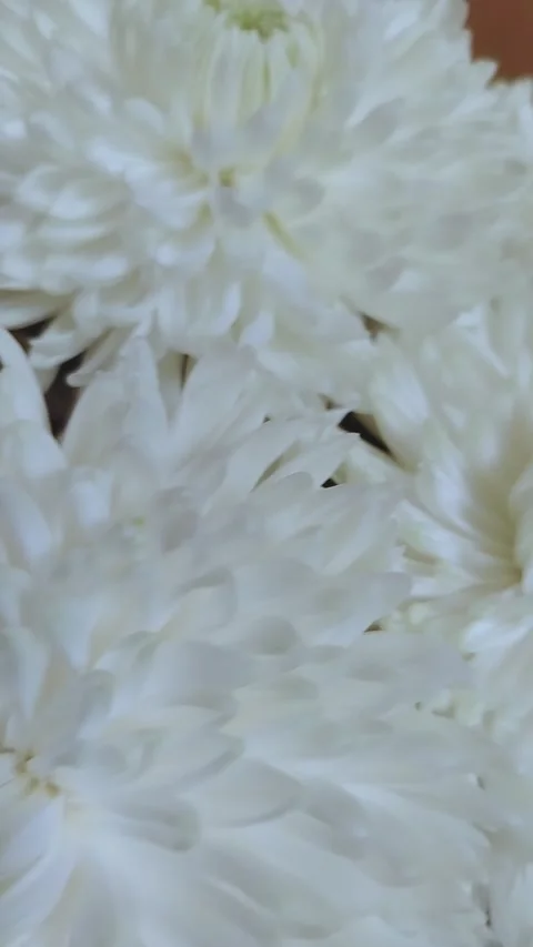 White chrysanthemums in close-up view, showcasing delicate petals and intricate Stock Footage 338287713