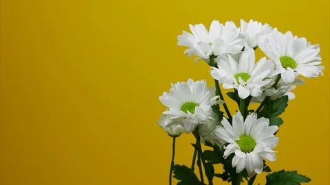 White chrysanthemums moving into the frame on a yellow background Video stock 107566401