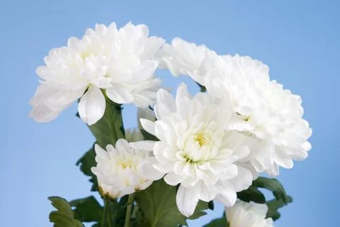 White chrysanthemums Stock Photos